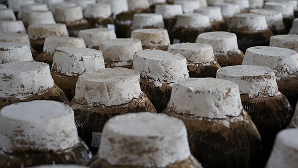 【秦洋长生酒业】生态高颜值·发展高质量 || “古法”遇上“新艺”，谢村黄酒“飘香”的秘诀在这里